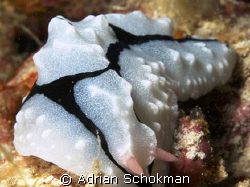Full Frame Nudi Shot... Taken at Mabul Island - Olympus E... by Adrian Schokman 